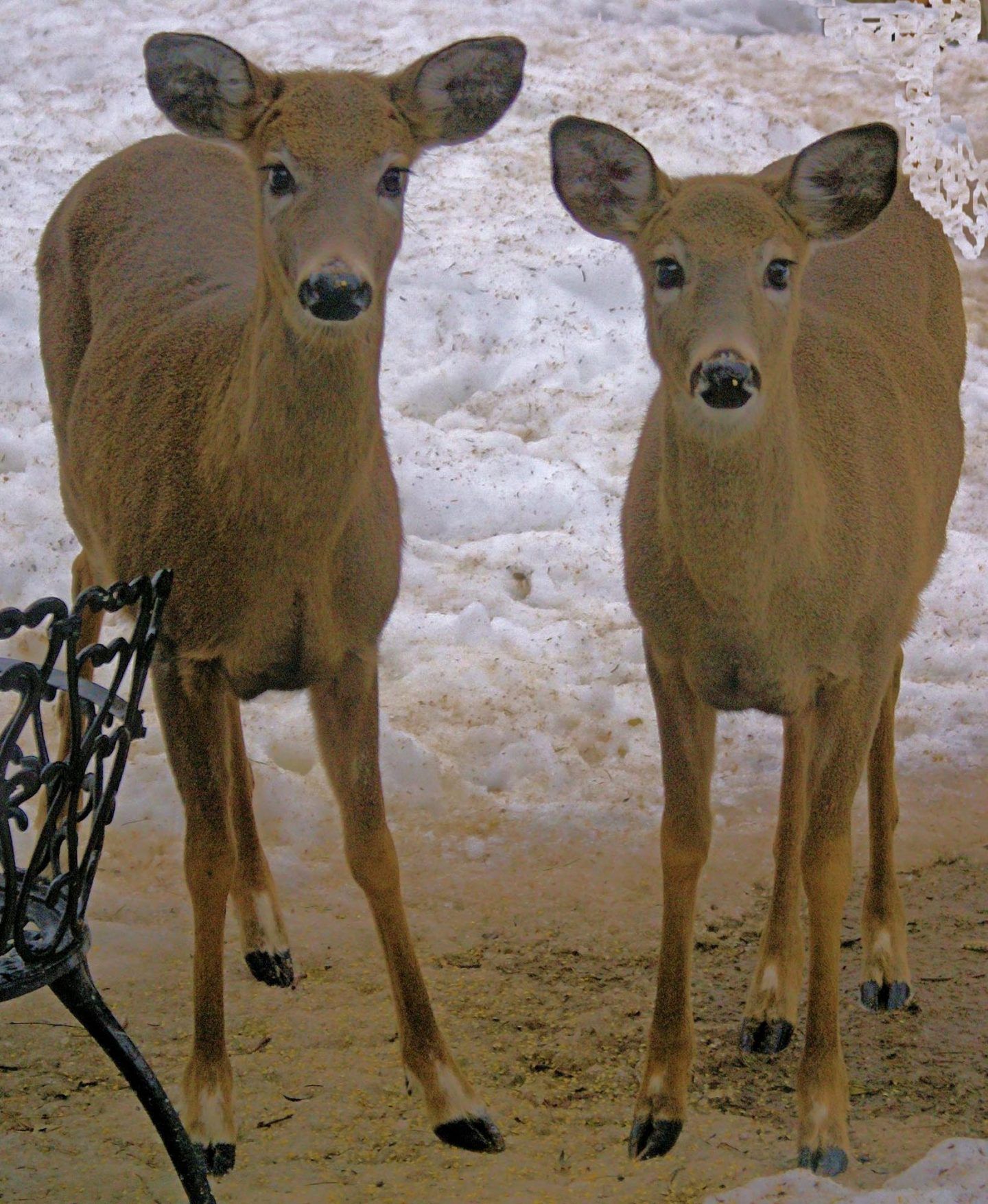 deer-7-1440x1755