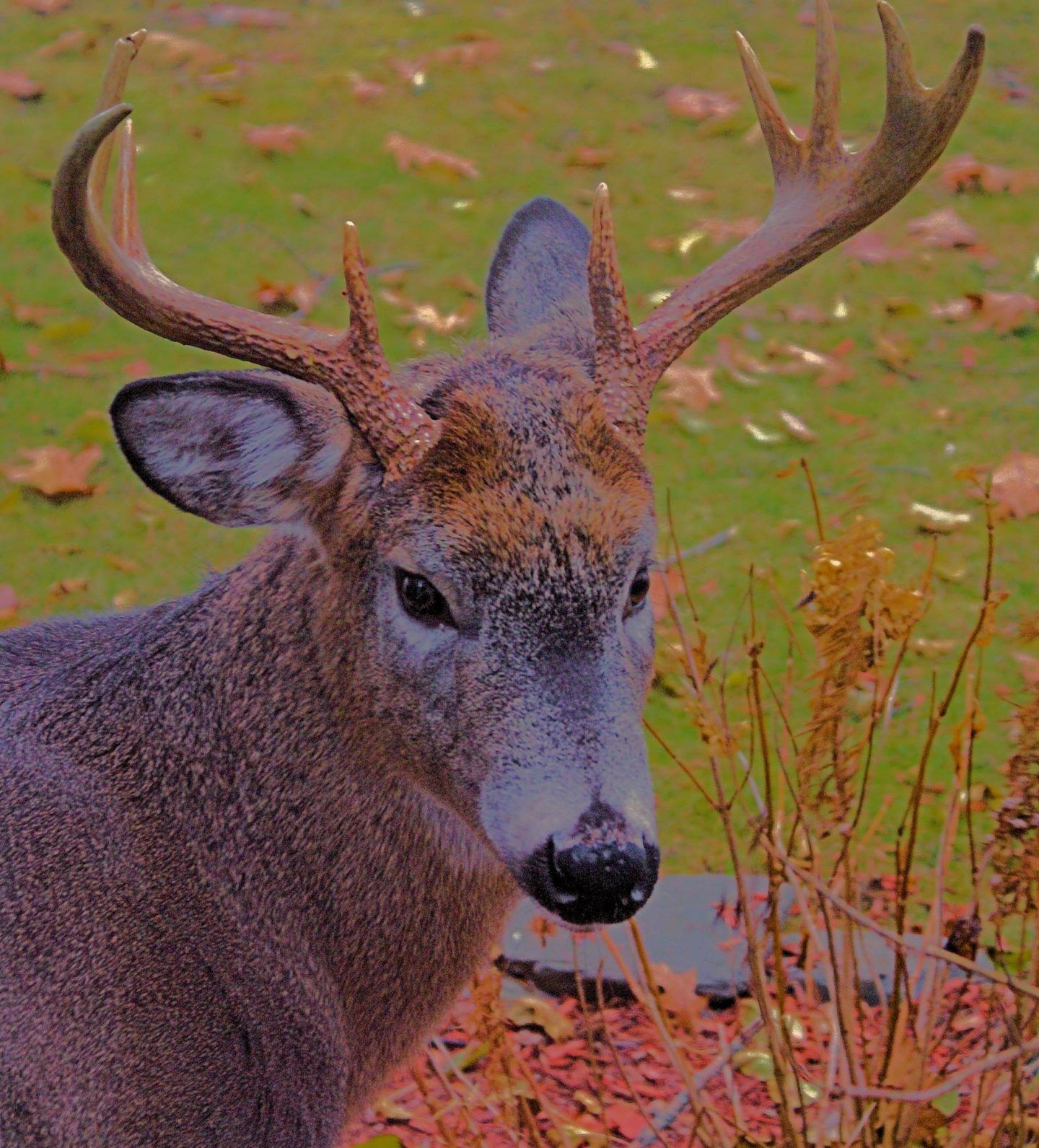 deer-10-1440x1591
