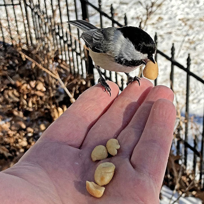bird-being-fed-by-hand-sized