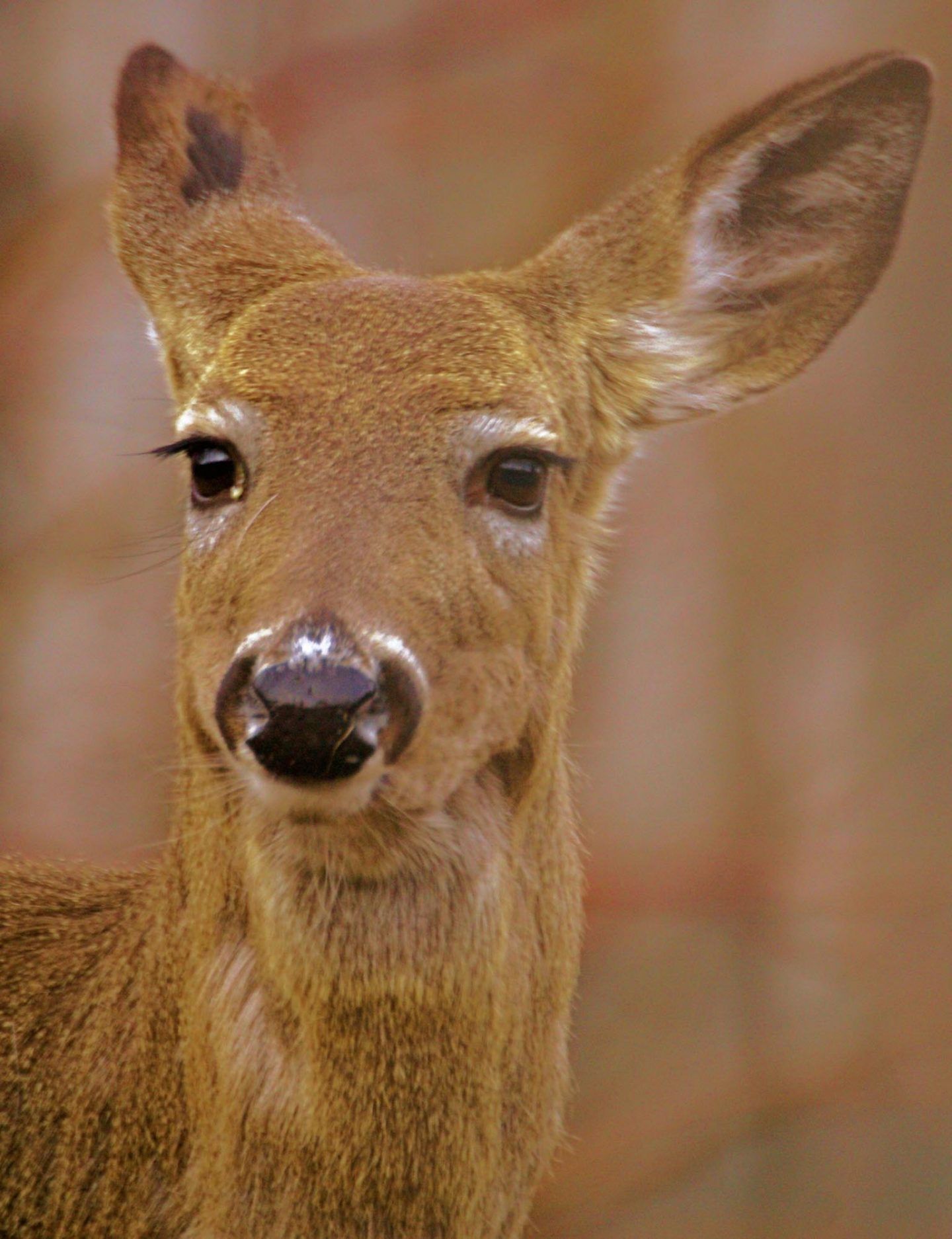 deer-9-1440x1874