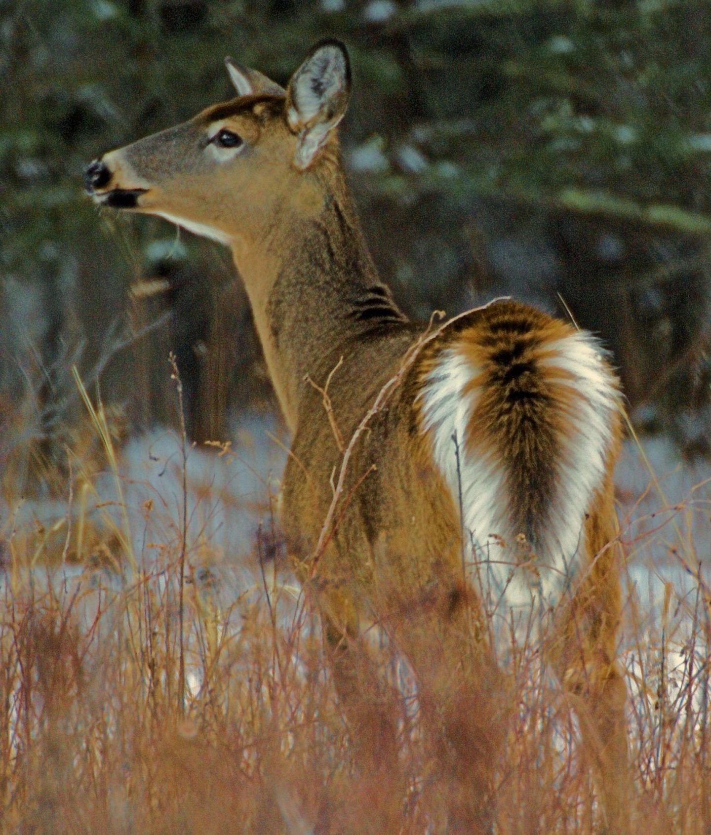 deer-5-1440x1691
