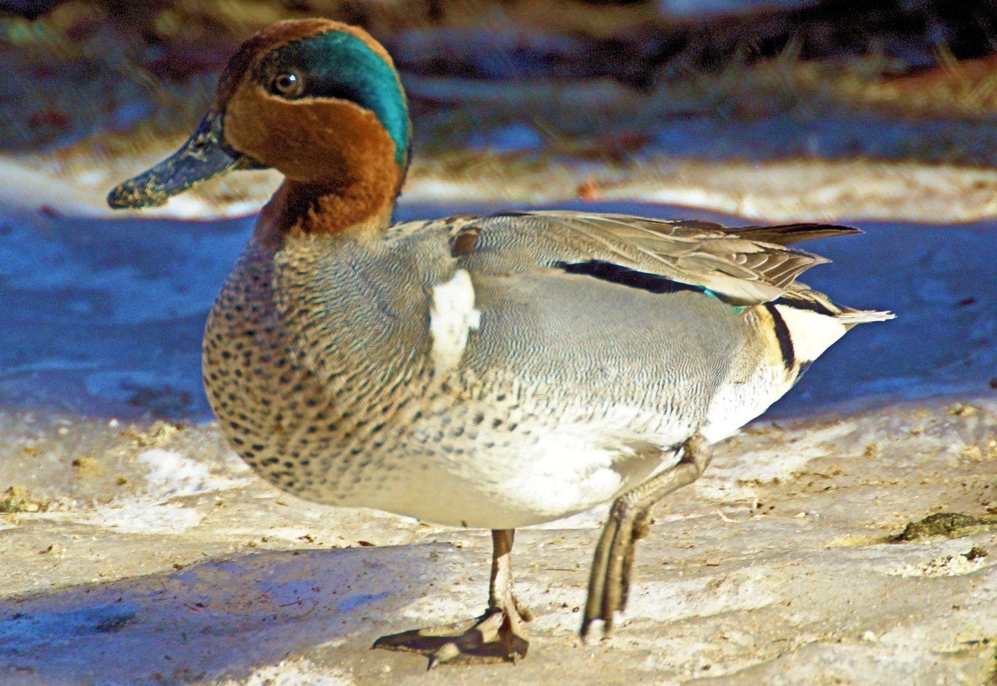 ducks-seabirds-5-1440x991