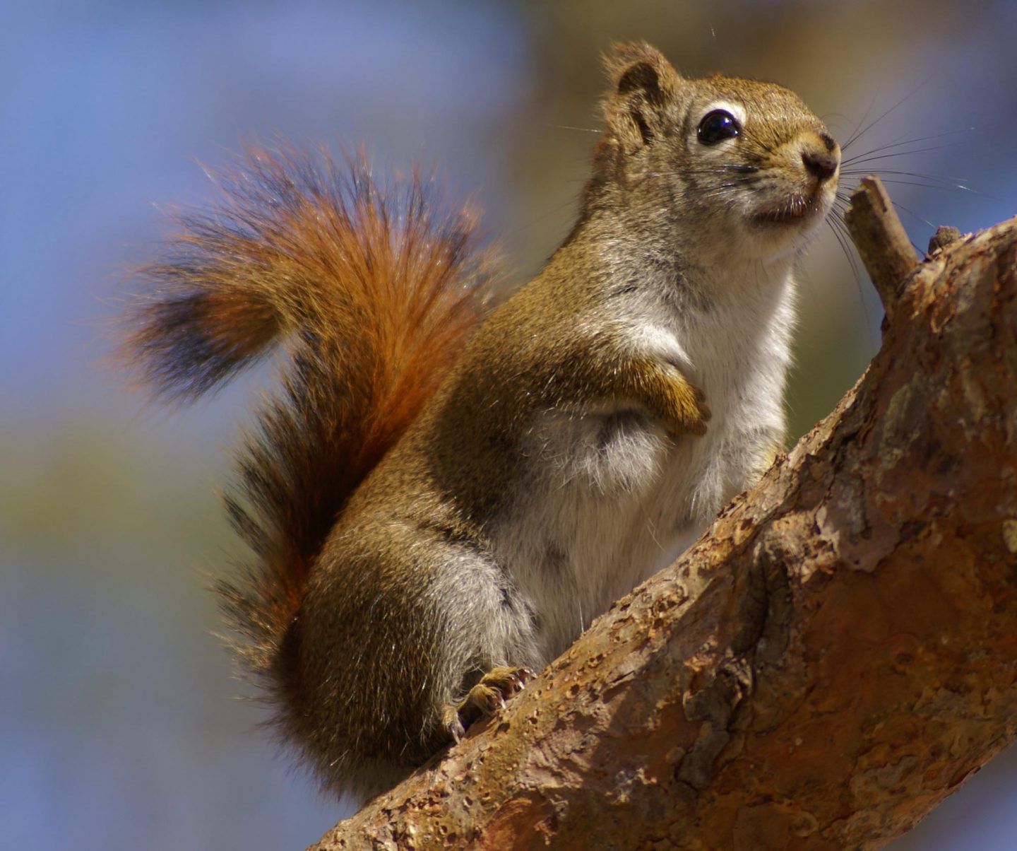 red-squirrels-2-1440x1204