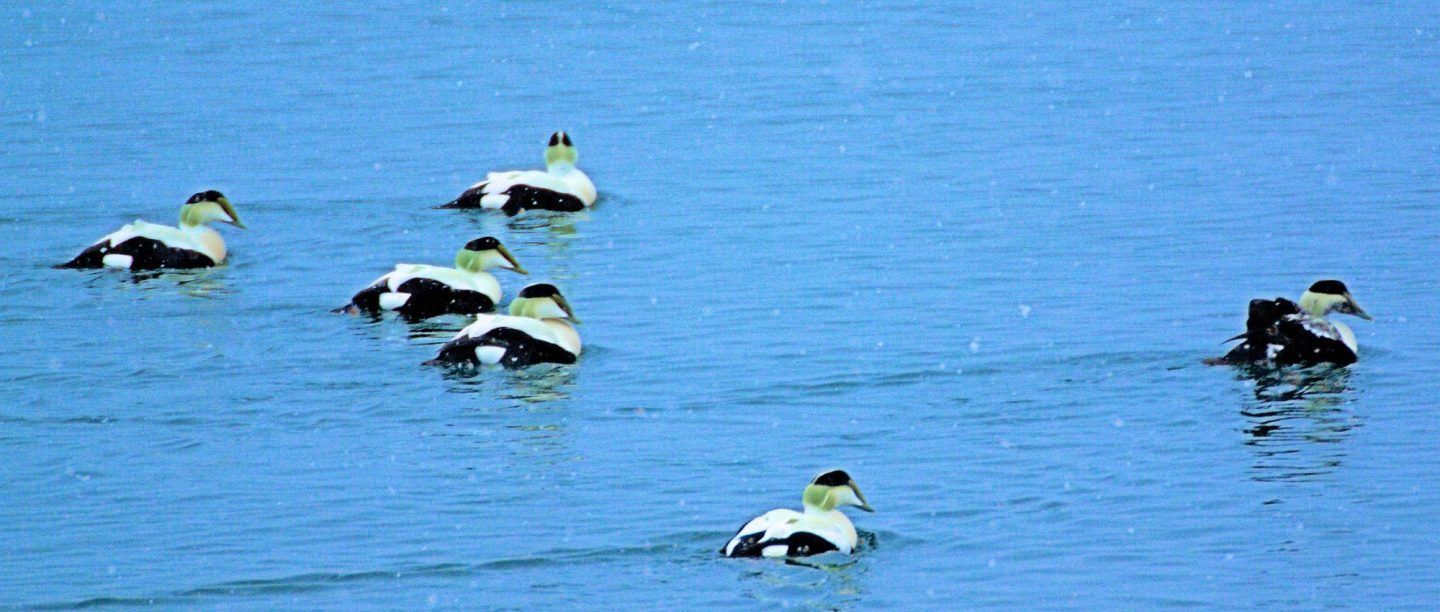 ducks-seabirds-6-1440x612