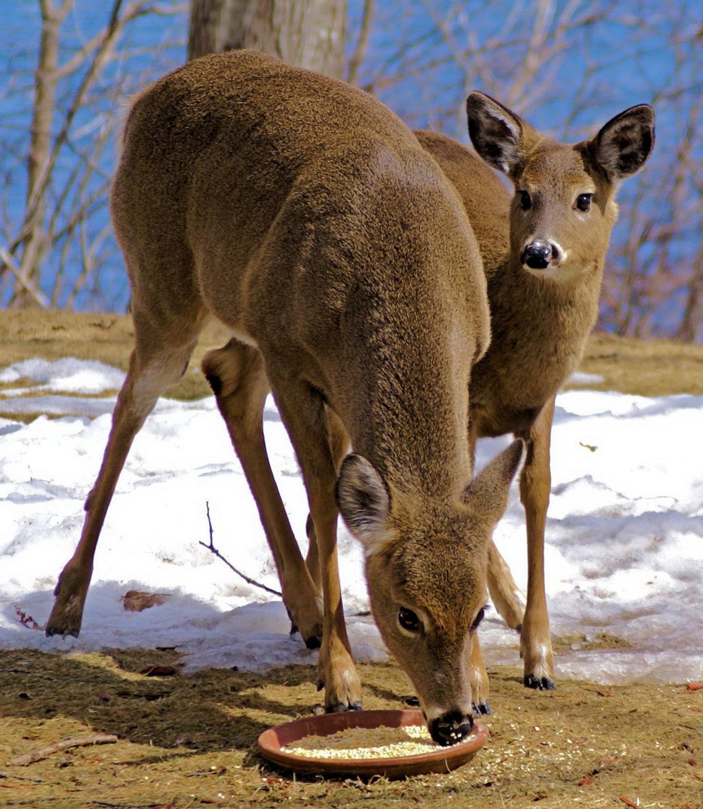 deer-6-1440x1656